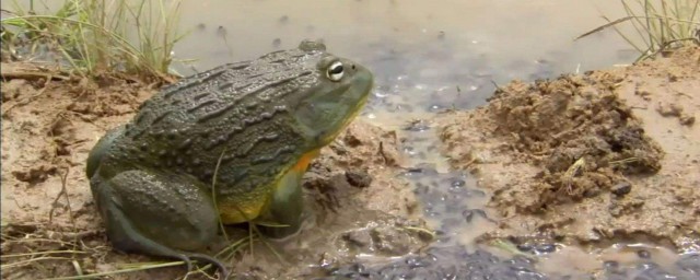 怎麼養牛蛙蝌蚪 這兩點要註意