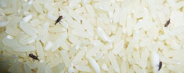 米蟲能吃嗎 長米蟲的米還能吃嗎