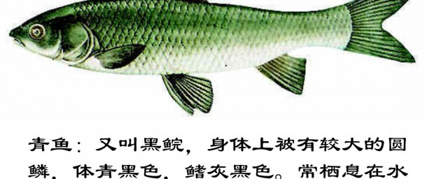 草魚與青魚的區別 原來是這樣區別的