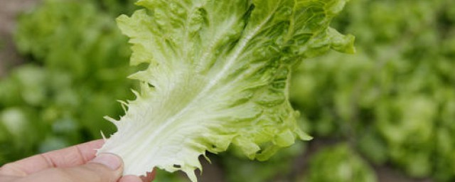 生菜秋季種植方法 你學會瞭嗎