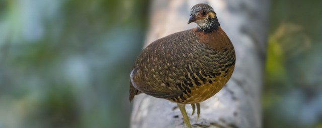 栗胸山鷓鴣介紹 栗胸山鷓鴣是什麼鳥