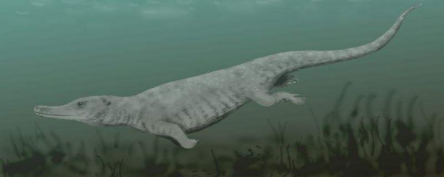 古蜥鯨介紹 古蜥鯨是什麼動物