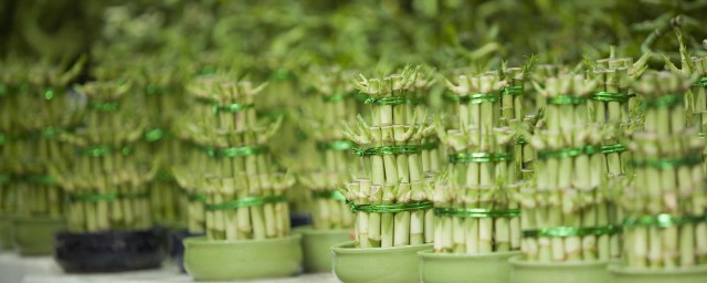 富貴竹葉子發黃加什麼 富貴竹葉子發黃怎麼辦