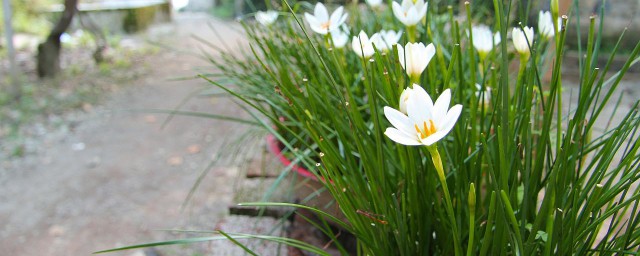 水仙土壤種植方法 你知道嗎