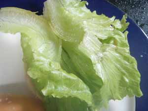 醬烤雞肉漢堡