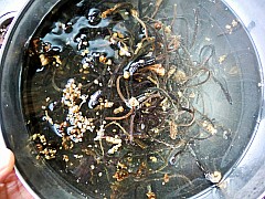 韓式拌蕨菜