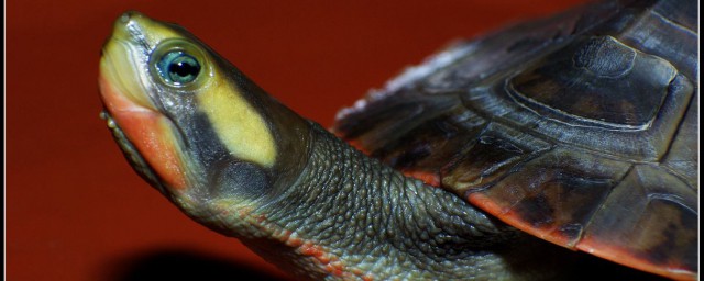 紅腹短頸龜的壽命 紅腹短頸龜能活多少年