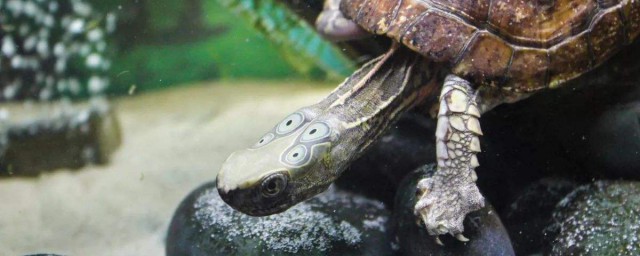 四眼斑水龜的壽命 四眼斑水龜的壽命多長