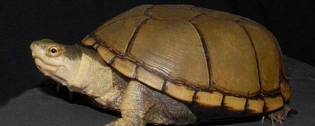 黃泥龜的壽命 黃泥龜的壽命有多長