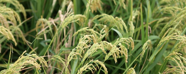 畝產1000公斤稻谷品種 有哪些