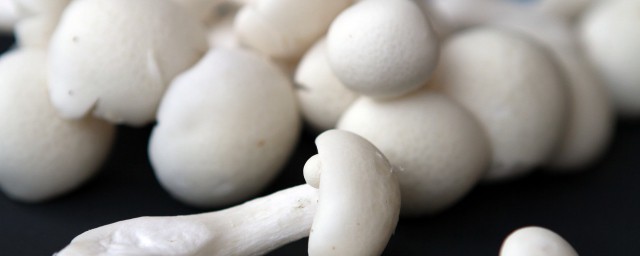 白玉菇禁忌 白玉菇不能和什麼一起吃
