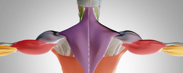斜方肌僵硬能揉開嗎 斜方肌僵硬放松方法