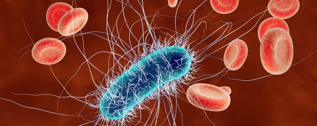 婦科球桿菌怎麼治療 婦女感染瞭球桿菌怎麼治療