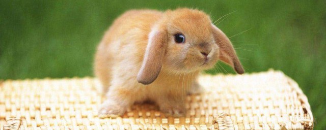 荷蘭兔的壽命 什麼是荷蘭兔
