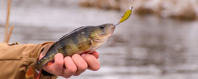 泥鰍釣鱸魚方法 用泥鰍釣鱸魚的方法