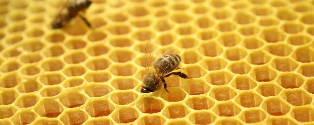 長期服用蜂膠的危害 女性長期服用蜂膠有什麼危害