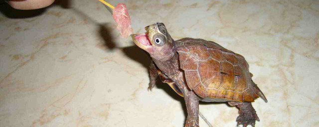 楓葉龜的壽命 能活多久