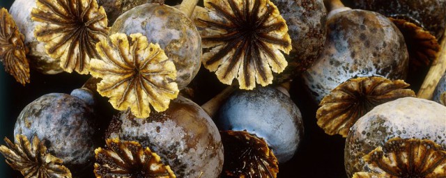 罌粟殼的作用 這些你都知道嗎