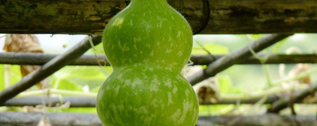 葫蘆瓜燜排骨的做法 美味又好吃