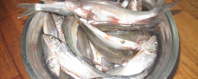 吃魚膽安全嗎 吃魚膽會中毒嗎