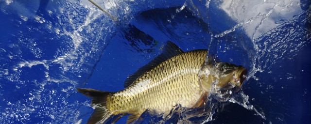 11月可以釣草魚嗎 11月怎樣釣草魚