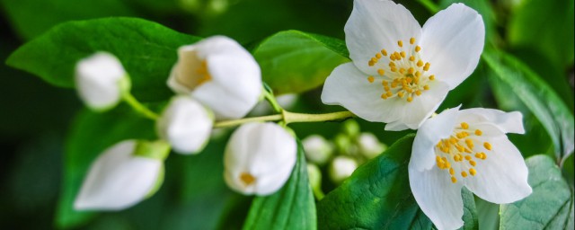 茉莉11月可以修剪嗎 茉莉冬季該如何修剪