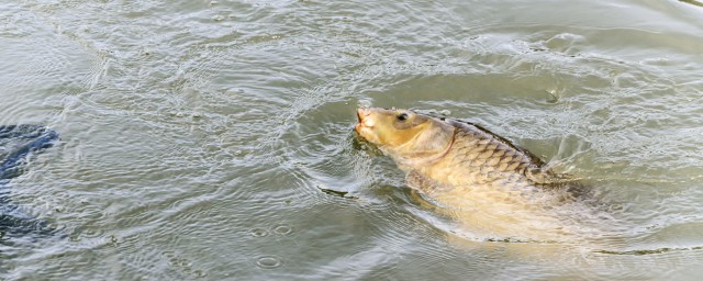 釣草魚最快的方法 野釣草魚最有效方法