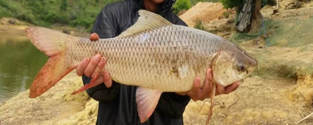 深秋怎樣釣鯪魚 餌料怎麼選擇