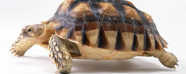 冠背龜的壽命 冠背龜能活多長時間