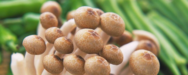 傢裡種蘑菇的危害 對健康有害嗎