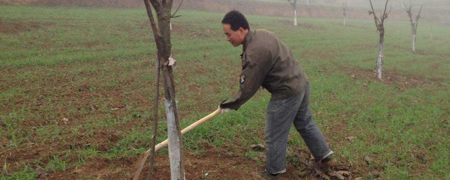 冬季核桃樹怎麼修剪 你知道嗎