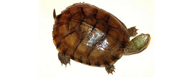 石龜的功效與作用 石龜的生活習性