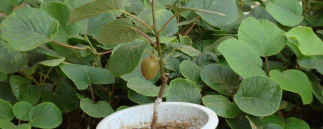 核桃盆栽種植方法 自己也可以種