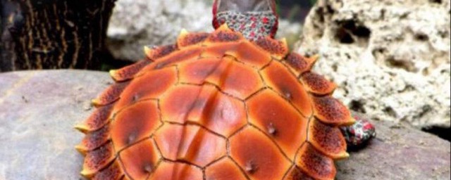 刺山龜的壽命是多少 如何計算壽命