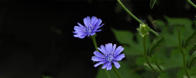 菊苣的作用 菊苣長什麼樣