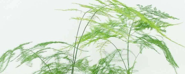米竹盆栽怎麼養 註意這三點