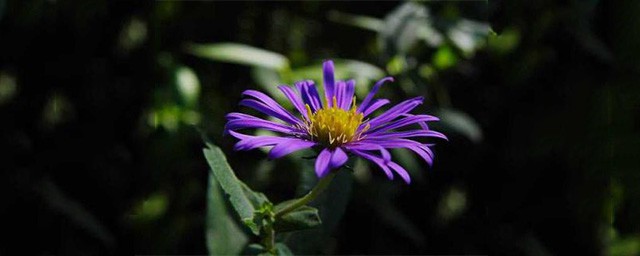 紫苑功能和作用 紫苑是什麼