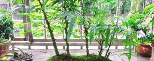 羅漢竹盆景怎麼養護 正確養殖方法分享