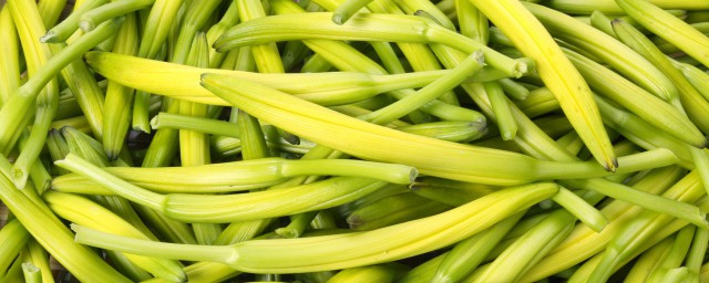 黃花菜的根有什麼作用 黃花菜根的功效和好處