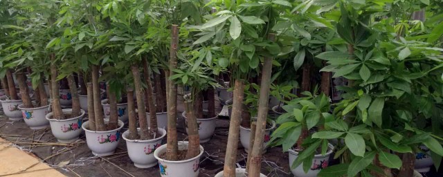 發財樹澆水過多的表現 大多是因為澆水不當