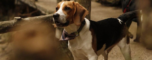 哈利犬飼養方法 哈利犬應該如何飼養