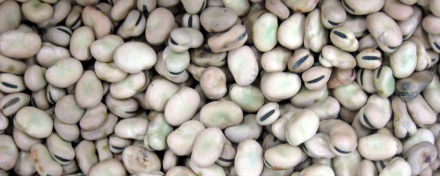 蠶豆怎麼煮才好吃 蠶豆的三種做法詳解