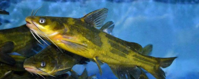 秋季怎樣釣黃顙魚 什麼天氣比較好