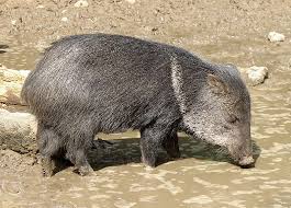 peccary