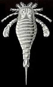 eurypterid