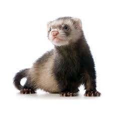 ferret