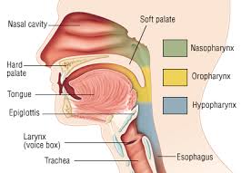 pharynx