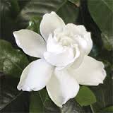 gardenia