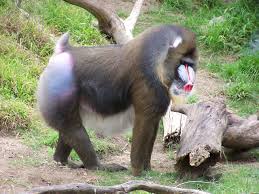 mandrill