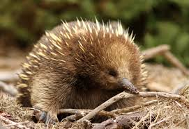 echidna